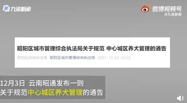 最严遛狗令限时凌晨还要给狗戴口罩（遵守城市养狗规定提高养狗素养不影响他人）  第1张